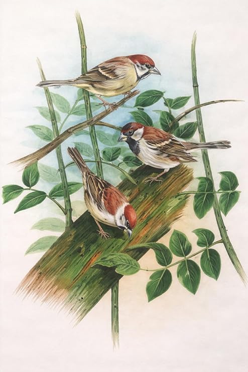 ALLY CRAFTS Handcrafted Bird Painting Wall Art with Wooden Frame | Nature Inspired Bird Artwork for Living Room Bedroom Home Decor